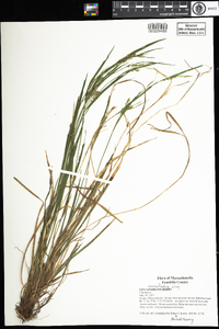 Carex ormostachya image