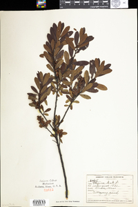 Myrica gale image