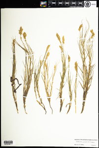 Distichlis spicata image