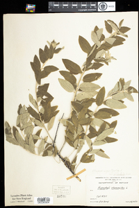 Elaeagnus angustifolia image