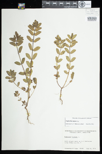 Chamaesyce nutans image