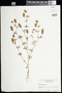 Trifolium arvense image