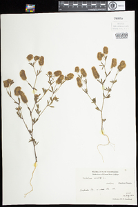 Trifolium arvense image