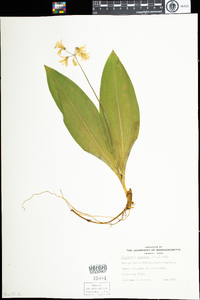 Clintonia borealis image