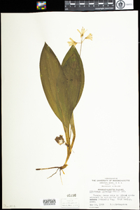 Clintonia borealis image