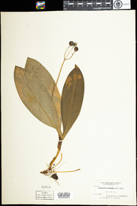 Clintonia borealis image