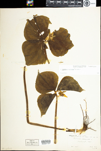 Trillium cernuum image