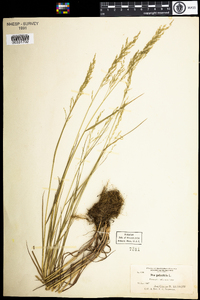 Poa palustris image