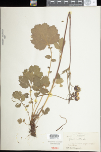 Geum rivale image