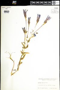 Gentianopsis crinita image