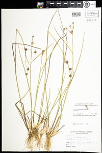 Juncus acuminatus image