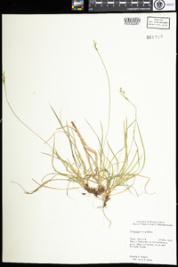 Carex communis image