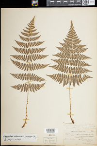 Dryopteris intermedia image