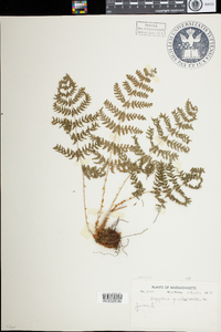 Dryopteris intermedia image