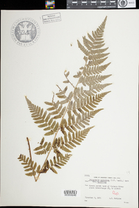 Dryopteris intermedia image