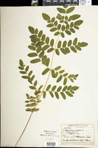 Osmunda regalis var. spectabilis image