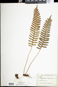 Polypodium virginianum image