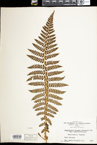 Polystichum braunii image