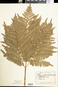 Pteridium aquilinum image