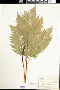 Pteridium aquilinum image