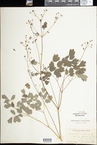 Thalictrum dioicum image