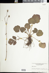 Geum rivale image