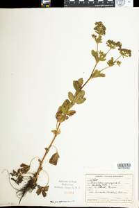 Potentilla norvegica image