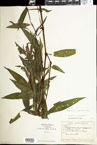 Polygonum persicaria image