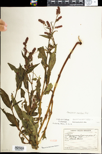 Polygonum persicaria image