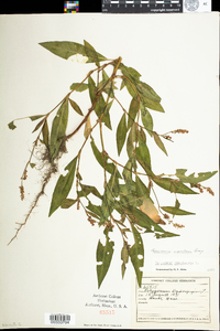 Polygonum persicaria image