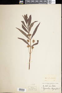 Lysimachia thyrsiflora image