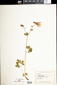 Aquilegia canadensis image