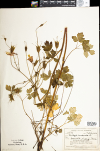 Aquilegia canadensis image