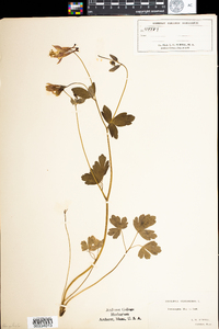 Aquilegia canadensis image