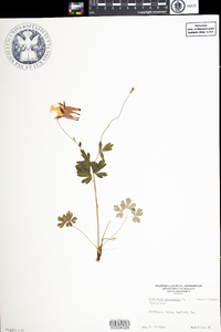 Aquilegia canadensis image