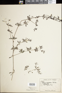 Galium asprellum image