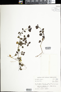 Mitchella repens image