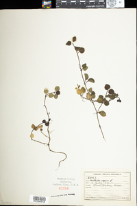 Mitchella repens image