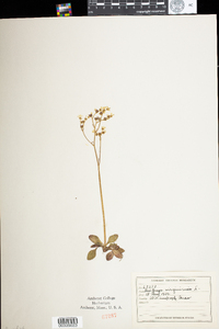 Saxifraga virginiensis var. virginiensis image