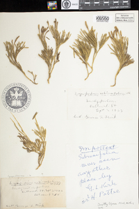 Lycopodium sabinifolium image