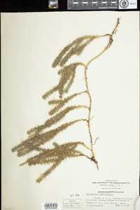 Lycopodium annotinum image