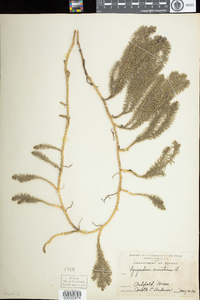 Lycopodium annotinum image