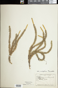 Lycopodium annotinum image