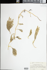 Lycopodium annotinum image