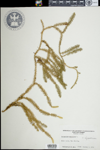 Lycopodium annotinum image