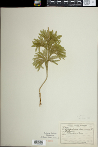 Lycopodium obscurum image