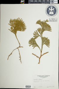 Lycopodium obscurum image