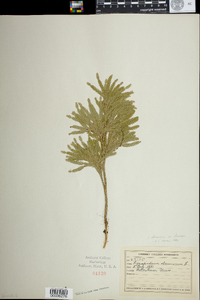 Lycopodium obscurum image