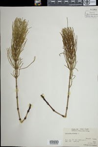 Equisetum arvense image