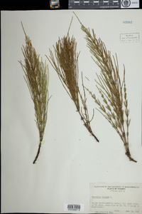 Equisetum arvense image